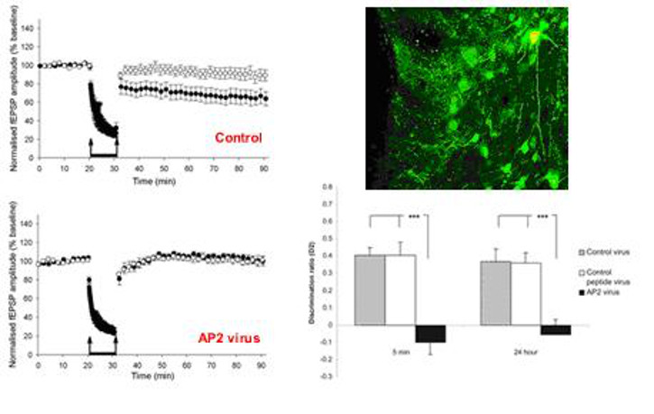 Expression of a peptide (visulaised by EGFP; top right) that blocks the enzyme AP2, which is involved in receptor internalisation, abolishes LTD (bottom left) and disrupts visual recognition memory (bottom right)